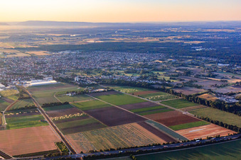 Stadtübersicht von Westen in Schifferstadt im Bundesland Rheinland-Pfalz, Deutschland