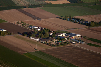 Mutterstadt im Bundesland Rheinland-Pfalz, Deutschland aus der Luft