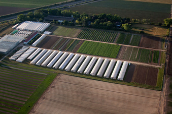 Schrägluftbild von Enza Zaden Deutschland GmbH im Ortsteil Dannstadt in Dannstadt-Schauernheim im Bundesland Rheinland-Pfalz
