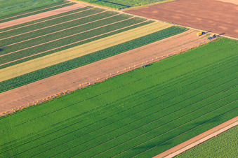 Manuelle Gemüseernte in der Pfalz im Ortsteil Dannstadt in Dannstadt-Schauernheim im Bundesland Rheinland-Pfalz, Deutschland