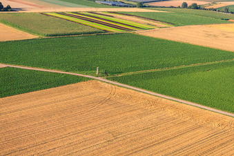 Stehlen am Pfälzer Panoramabänkel in Herxheim bei Landau im Bundesland Rheinland-Pfalz, Deutschland