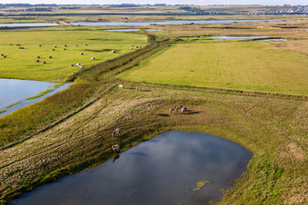 Luftaufnahme von Weiden hinter dem Deich in Woignarue im Bundesland Somme, Frankreich