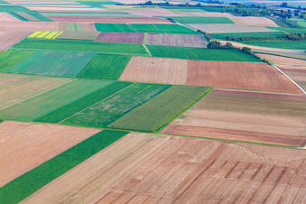Felder am Schleidgraben im Ortsteil Mörlheim in Landau in der Pfalz im Bundesland Rheinland-Pfalz, Deutschland