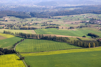 Pappelbaumallee an einer Landstraße an einem Feldrand im Ortsteil Thomashof von Hohenwettersbach in Karlsruhe im Bundesland Baden-Württemberg, Deutschland
