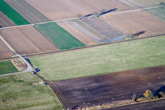 Billigheimer Bruch Biotop im Ortsteil Mühlhofen in Billigheim-Ingenheim im Bundesland Rheinland-Pfalz, Deutschland