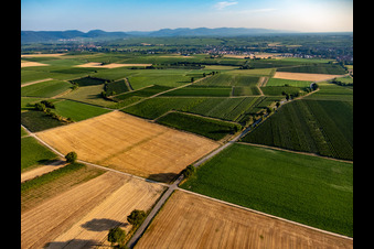 Felder und Weinberge um Billigheim im Ortsteil Ingenheim in Billigheim-Ingenheim im Bundesland Rheinland-Pfalz, Deutschland