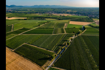Luftbild von Felder und Weinberge um Billigheim im Ortsteil Ingenheim in Billigheim-Ingenheim im Bundesland Rheinland-Pfalz, Deutschland