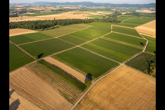Luftaufnahme von Felder und Weinberge um Billigheim im Ortsteil Ingenheim in Billigheim-Ingenheim im Bundesland Rheinland-Pfalz, Deutschland