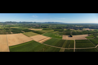 Panorama von Feldern und Weinbergen um Billigheim im Ortsteil Ingenheim in Billigheim-Ingenheim im Bundesland Rheinland-Pfalz, Deutschland