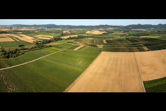 Felder und Weinberge am Horbachtal in Niederhorbach im Bundesland Rheinland-Pfalz, Deutschland
