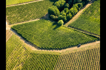 Weinberge und Büsche im Ortsteil Ingenheim in Billigheim-Ingenheim im Bundesland Rheinland-Pfalz, Deutschland