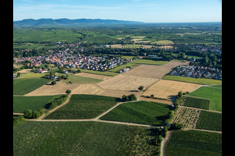 Schrägluftbild von Ingenheim von Süden in Billigheim-Ingenheim im Bundesland Rheinland-Pfalz, Deutschland