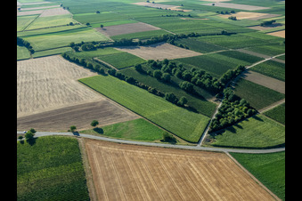 Weinberge und Büsche im Ortsteil Mühlhofen in Billigheim-Ingenheim im Bundesland Rheinland-Pfalz, Deutschland