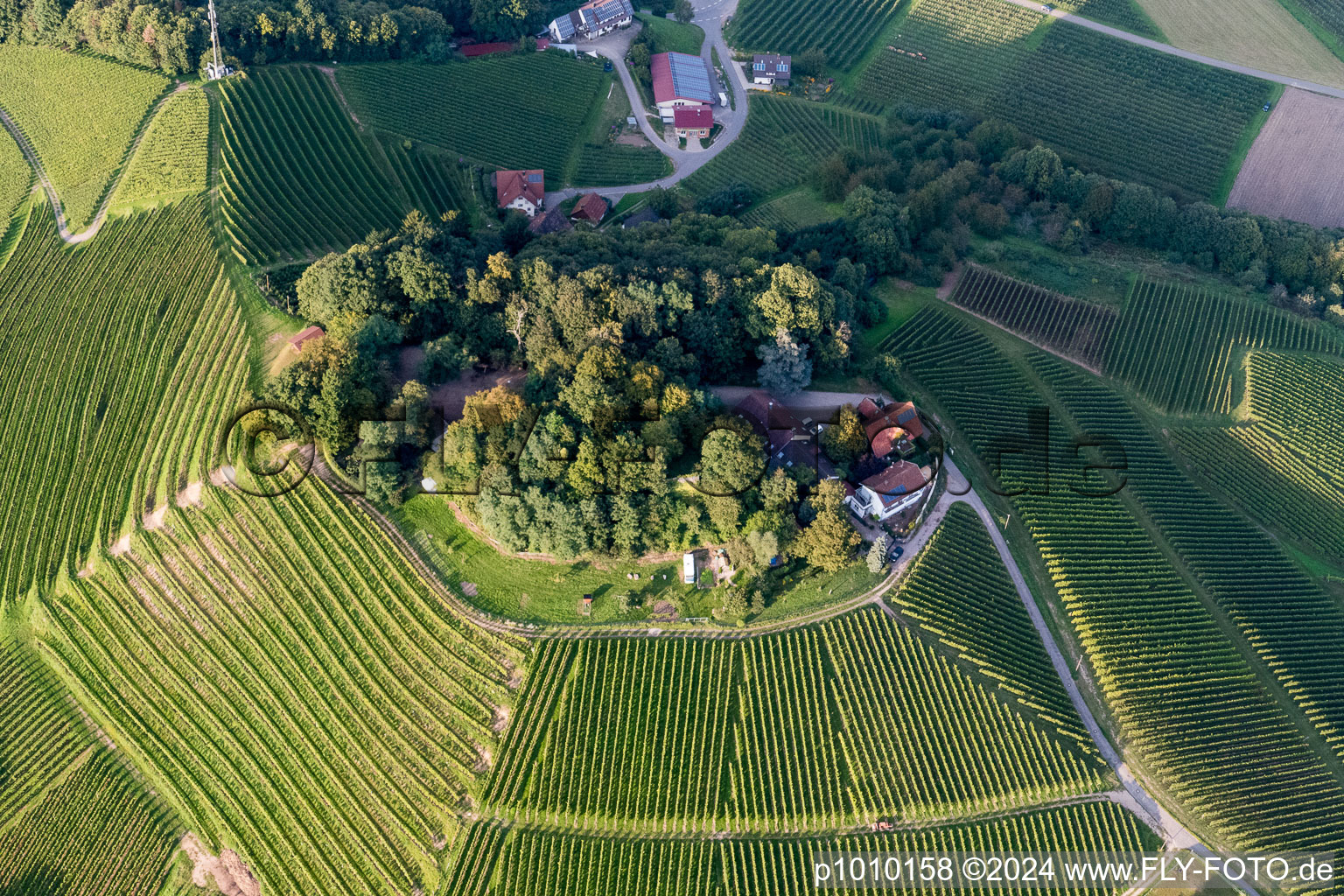 Felder einer Weinbergs- Landschaft der Winzer- Gebiete in Oberkirch im Bundesland Baden-Württemberg, Deutschland