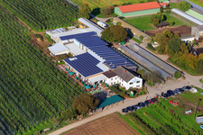 Schrägluftbild von Zapf Hofmarkt, Obst und Spargelhof, Hofcafé Zapf in Kandel im Bundesland Rheinland-Pfalz, Deutschland