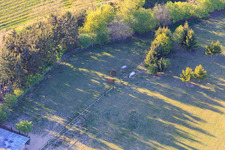Drohnenbild von Koppel von Trakehner-Friedrich in Minfeld im Bundesland Rheinland-Pfalz, Deutschland