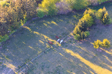 Koppel von Trakehner-Friedrich in Minfeld im Bundesland Rheinland-Pfalz, Deutschland aus der Drohnenperspektive