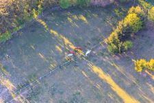 Koppel von Trakehner-Friedrich in Minfeld im Bundesland Rheinland-Pfalz, Deutschland von einer Drohne aus