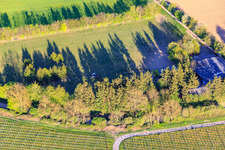 Koppel von Trakehner-Friedrich in Minfeld im Bundesland Rheinland-Pfalz, Deutschland von der Drohne aus gesehen