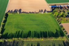 Luftaufnahme von Koppel von Trakehner-Friedrich in Minfeld im Bundesland Rheinland-Pfalz, Deutschland