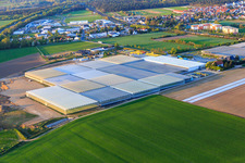 Gewächshäuser der Trübenbach Gemüsejungpflanzen GmbH & Co. KG in Bickenbach im Bundesland Hessen, Deutschland
