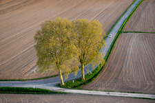 Baumreihe an einem Feldrand in Schleithal in Grand Est im Bundesland Bas-Rhin, Frankreich