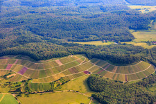 Weinbergs- Landschaft "Wilder Fritz" am Diefenbacher Mettenberg und Mandelblütenpfad Diefenbach in Sternenfels im Bundesland Baden-Württemberg, Deutschland