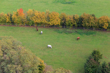 Drohnenaufname von Koppel von Trakehner-Friedrich in Minfeld im Bundesland Rheinland-Pfalz, Deutschland