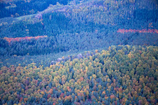 Herbstwald der Nordvogesen bei Dambach im Bundesland Bas-Rhin, Frankreich