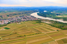 Stadtansicht zwischen Weinbergen und Rhein aus Süden in Nierstein im Bundesland Rheinland-Pfalz, Deutschland