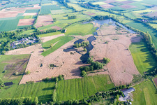 Schilf im Naturschutzgebiet Rheinheimer Teich in Reinheim im Ortsteil Spachbrücken im Bundesland Hessen, Deutschland