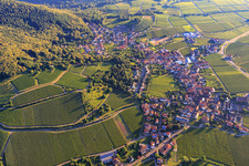 Weinberge beim Weingut Sankt Annaberg in Burrweiler im Bundesland Rheinland-Pfalz, Deutschland