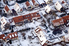 Im Mirabellengarten in Kandel im Bundesland Rheinland-Pfalz, Deutschland