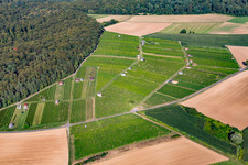 Hasensprung (Weinbau) im Ortsteil Jöhlingen in Walzbachtal im Bundesland Baden-Württemberg, Deutschland