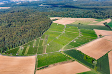 Felder einer Weinbergs- Landschaft der Winzer- Gebiete in Walzbachtal im Ortsteil Jöhlingen im Bundesland Baden-Württemberg, Deutschland