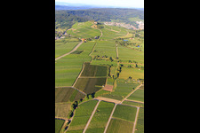 Luftbild von Weinberge in Bönnigheim im Bundesland Baden-Württemberg, Deutschland