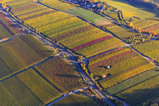 Wingerthäuser am Kieferberg in herbstlicht bunten Weinbergen in Edenkoben im Bundesland Rheinland-Pfalz, Deutschland