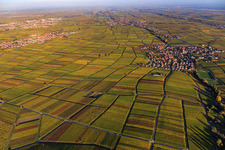 Herbstlicht bunte Reben der Weinberge bis Edesheim in Hainfeld im Bundesland Rheinland-Pfalz, Deutschland