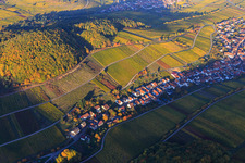 Herbstlicht bunte Reben der Weinberge am Südhang des Haardtrands in Ranschbach im Bundesland Rheinland-Pfalz, Deutschland