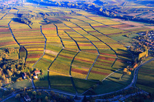 Herbstlicht bunte Reben der Weinberge bis Heuchelheim in Klingenmünster im Bundesland Rheinland-Pfalz, Deutschland