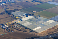 Riesiege Gewächshausreihen von Trübenbach Gemüsejungpflanzen GmbH & Co. KG in Bickenbach im Bundesland Hessen, Deutschland