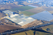 Luftbild von Riesiege Gewächshausreihen von Trübenbach Gemüsejungpflanzen GmbH & Co. KG in Bickenbach im Bundesland Hessen, Deutschland