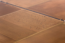 Heuballen auf Stoppelfeld im Ortsteil Habitzheim in Otzberg im Bundesland Hessen, Deutschland