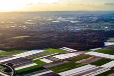 Mit Folien abgedeckte Salat- und Gemüsefelder im Ortsteil Rinkenbergerhof in Speyer im Bundesland Rheinland-Pfalz, Deutschland