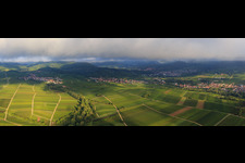 Panorama der Weinberge zwischen Ranschbach und Siebeldingen im Ortsteil Arzheim in Landau in der Pfalz im Bundesland Rheinland-Pfalz, Deutschland