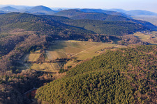 Winterliche Weinberge im Naturschutzgebiet Haardtrand-Wolfsteig in Pleisweiler-Oberhofen im Bundesland Rheinland-Pfalz, Deutschland