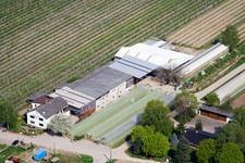 Luftbild von Obst-und Gemüsehof Zapf in Kandel im Bundesland Rheinland-Pfalz, Deutschland