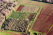 Baumreihen einer blühenden Obst und Gemüseanbau- Plantage auf einem Feld im Frühling in Funtana in Istarska zupanija in Poreč im Bundesland Gespanschaft Istrien, Kroatien