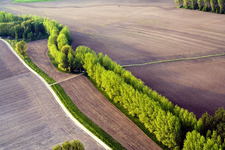 Baumreihe an einer Landstraße an einem Feldrand in Biblisheim in Grand Est im Bundesland Bas-Rhin, Frankreich