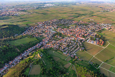 Luftaufnahme von Stadtansicht aus Südosten mit Wachtenburg (Ruine Burg Wachenheim) umgeben von Rebzeilen in Wachenheim an der Weinstraße im Bundesland Rheinland-Pfalz, Deutschland